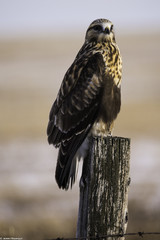 Swainson's Hawk