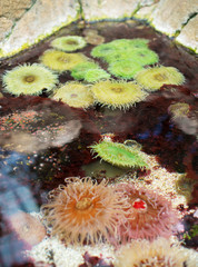 Sea anemones in coastal waters. Bunodactis reynaudi.