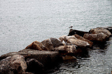 Obraz premium seagulls on the north italy coast