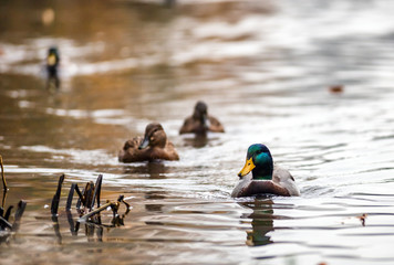 Animals in wildlife, mallard ducks swimming on like