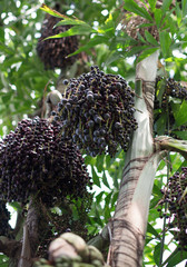 Acai berries on palm tree. Euterpe oleracea. © M-Production