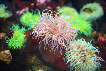 Fototapeta na wymiar Sea anemones in coastal waters. Bunodactis reynaudi.