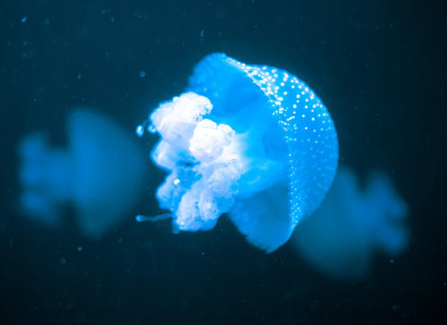 White-Spotted Jellyfish in deep sea. Phyllorhiza punctata.