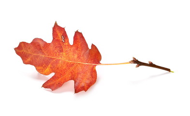 Acorn leaves isolated on white background