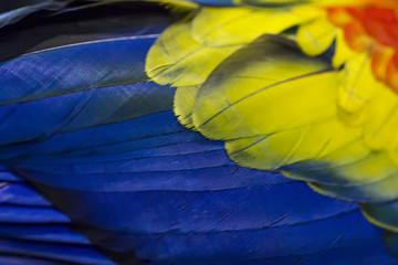 parrot texture