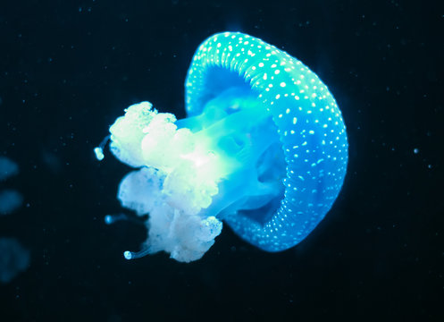 White-Spotted Jellyfish in deep sea. Phyllorhiza punctata.