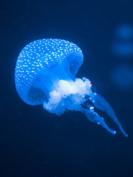 White-Spotted Jellyfish in deep sea. Phyllorhiza punctata.