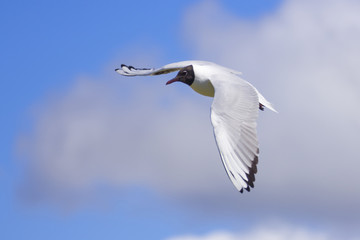Lachmöwe II