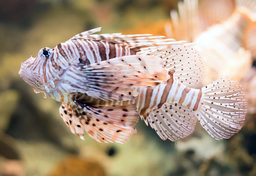 Close-up view of Red lionfish. Pterois volitans.