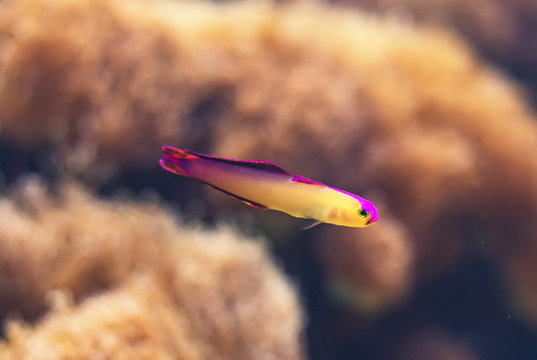 Close-up view of Red Fire Goby. Nemateleotris magnifica.