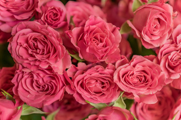 bunch of pink roses background, soft focus