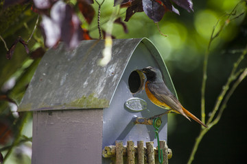 Rouge queue a front blanc nourrissant ses petits © antoine