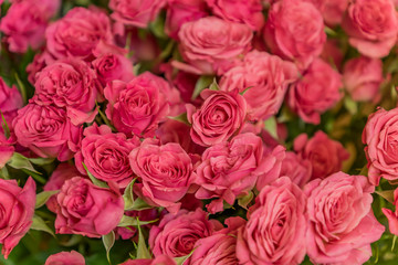 bunch of pink roses background, soft focus