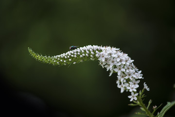 Fly on a Flower