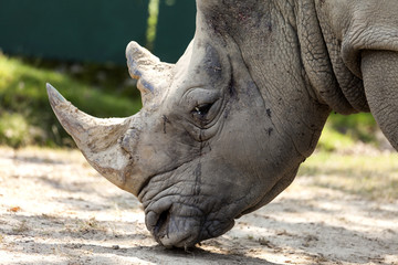 Obraz premium A big Rhino eating grass