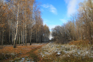 Fototapeta premium white birches of the city park