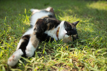 happy cat lies on the green grass