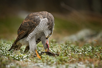 Goshawk - Accipiter gentilis
