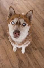 brown husky with blue eyes