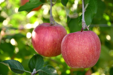 黄色いりんご　シナノゴールド