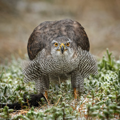 Goshawk - Accipiter gentilis