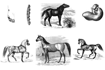 Engraving of horses.