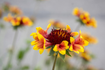 Gaillardia aristata red yellow flower in bloom