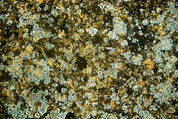 Textura rugosa de varios colores, azul claro, amarillo, verde y rora