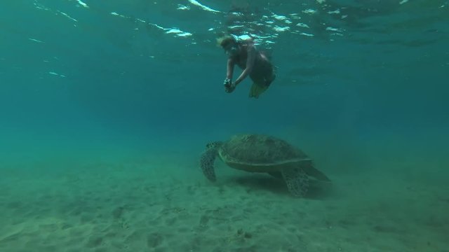  young Green Sea Turtle (Chelonia mydas) eats the sea grass on a sandy bottom, Red sea, Marsa Alam, Abu Dabab, Egypt
