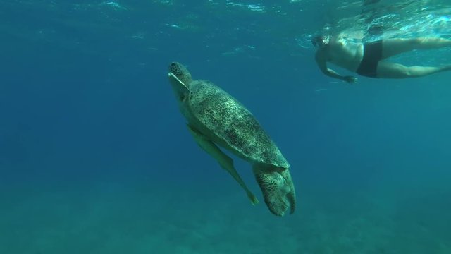  Man looks on Big male Green Sea Turtle (Chelonia mydas) with Remora fish (Echeneis naucrates) slowly emerges to surface of water to breathe  