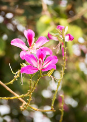 Obraz premium Blooming Purple bauhinia flower. Pink flower on plant in day light. Tropical plant. 
