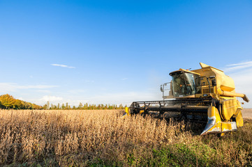 Fototapeta premium Harvesting of soybean field with combine harvester.
