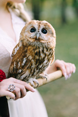 The owl sits on the girl's hand. The bride with the owl. Artwork