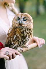The owl sits on the girl's hand. The bride with the owl. Artwork