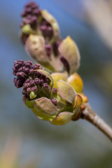  Violet spring does not blossom without the blue sky