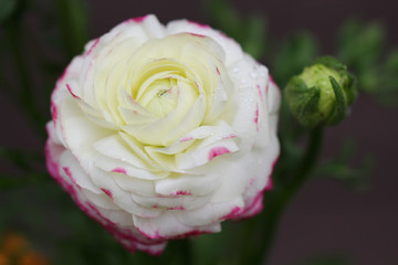 Buttercup or Ranunculus flower