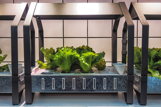 Picture of green plants growing in the hydroponics system.