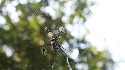 Spider