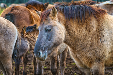 Fototapeta premium Wildpferde