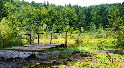 Pine forest on the lake shore with wooden jetty. Calm serenity scene of landscap