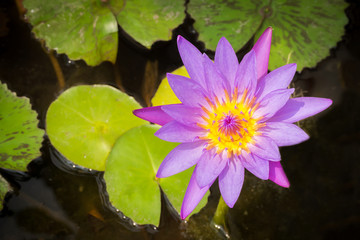 Purple lotus in pond. Top view with green leaves background. Tropical flower. Favorite flower for used in religion. 