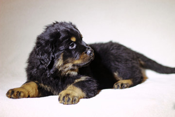 Beautiful labrador puppies on a white background