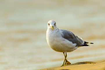 A ring-billed seagull (larus delawarensis) walking on a windy Lake Michigan beach at Grand Haven, Michigan