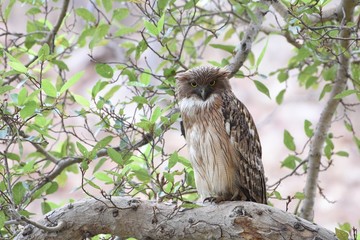 Brown Fish Owl resting on tree perch
