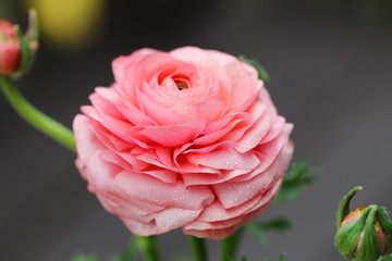 Buttercup or Ranunculus flower
