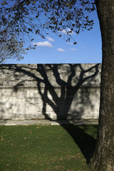 Shadow Of The Plane Tree On Stone Wall