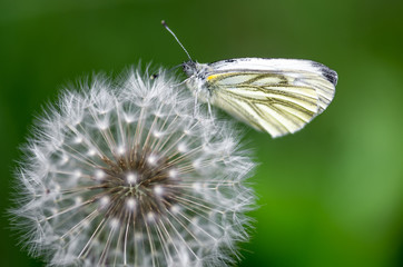 Macro of a butterfly gathering pollen from Dandelion flower
