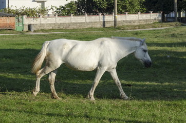 Obraz na płótnie Canvas Single white horse on the summer green meadow, Zavet town, Bulgaria 