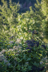 black elderberry bush