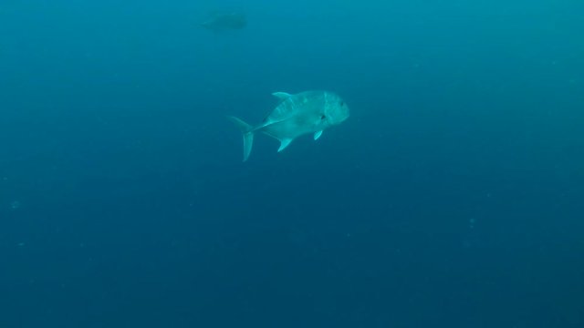  Scuba diver looking on Giant trevally (Caranx ignobilis) in the blue water 
